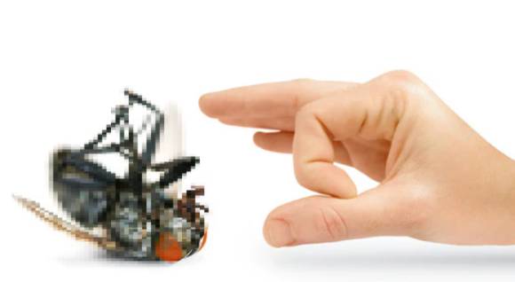 고농도 카페인이 파리 수명을 단축시키는 데 뛰어난 효과를 발휘한다는 연구 결과가 발표됐다. 사진은 본 기사 내용과 무관함. [사진=Self Control Pest]