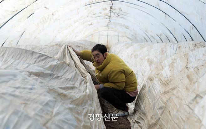 충남 금산에서 땅두릅 농사를 짓는 박동주씨가 지난달 14일 진산면 두지리 자신의 비닐하우스에서 땅두릅을 심은 땅을 살펴보고 있다.  금산 | 서성일 선임기자