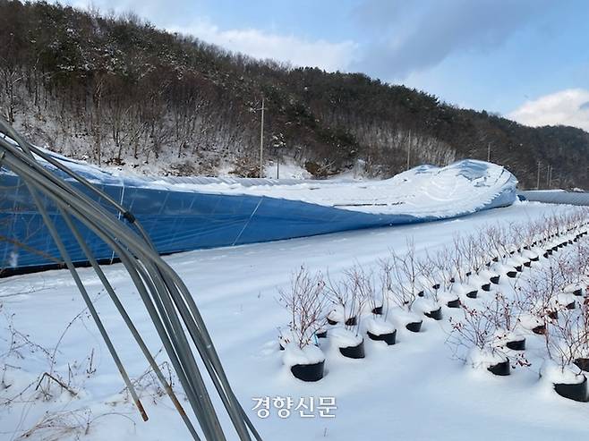박동주씨의 블루베리 비닐하우스가 지난달 29일 설날에 내린 폭설로 주저앉았다. 박동주씨 제공.