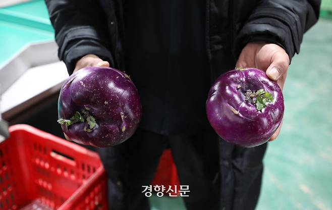 박용규씨가 지난해 12월4일 제주시 한경면 고산농협 농산물산지유통센터에서 과다 성장해 비품으로 분류된 콜라비를 들어보이고 있다.  권도현 기자