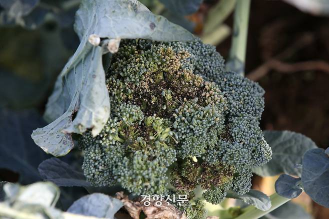 김형자 농부의 브로콜리가 검은무늬병으로 인해 군데군데 검게 변해 있다.  권도현 기자