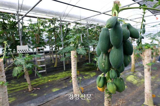 지난해 12월2일 제주시에 있는 국립원예특작과학원 온난화대응농업연구소 비닐하우스에서 파파야가 자라고 있다.  권도현 기자