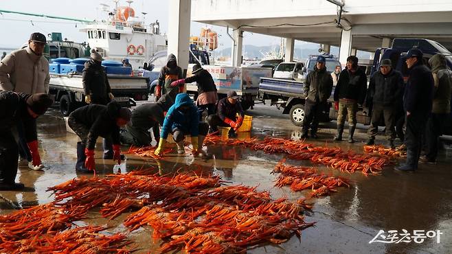 아침에 후포항 어판장에서 진행하는 붉은대게 경매. 크기별로 분류해 놓은 붉은대게를 보고 중매인들이 작은 나무판에 가격을 적어 응찰한다                  울진｜김재범 기자 oldfield@donga.com