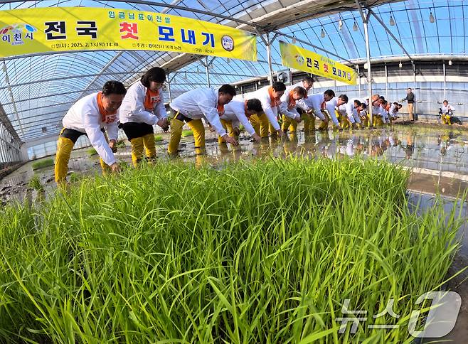 13일 오후 경기 이천시 호법면 한 비닐하우스 논에서 열린 '전국 첫 모내기' 행사에서 참석자들이 올해 첫 모내기를 하고 있다. 이날 모내기에 사용된 벼 품종은 진광벼로 6월에 수확 예정이다. (공동취재) 2025.2.13/뉴스1 ⓒ News1 김영운 기자
