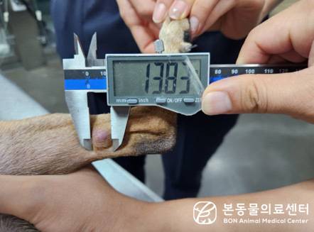 왼쪽 뒷다리 부위에 탈모와 발적이 동반된 피부 종괴가 생긴 강아지 (본동물의료센터 제공) ⓒ 뉴스1