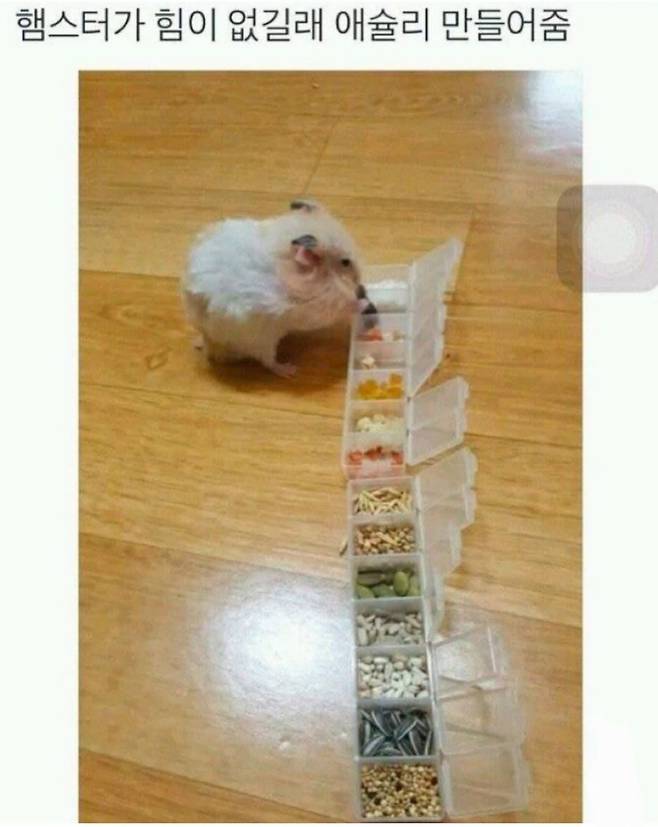 햄스터가 힘이없을때 해야할일