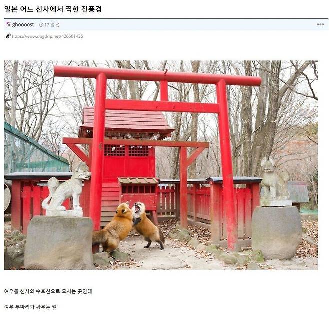 IMG_7056.jpeg 여우끼리 싸우는 어느 일본 신사 ㅎㄷㄷㄷㄷ