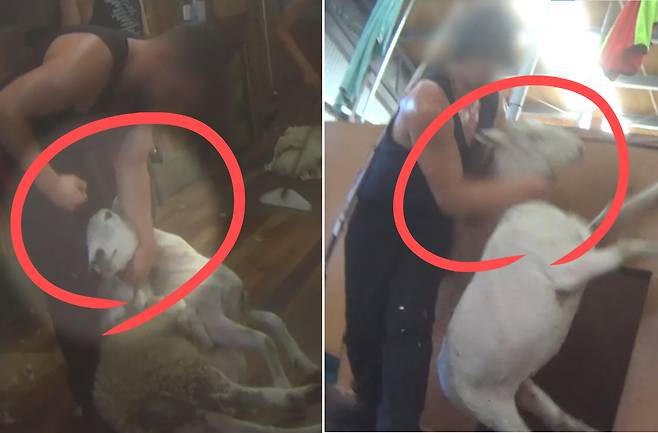 뉴질랜드 양떼 목장에서 벌어진 학대 현장. 작업자가 양의 얼굴을 때리고, 내동댕이치고 있다.[PETA 홈페이지 갈무리]