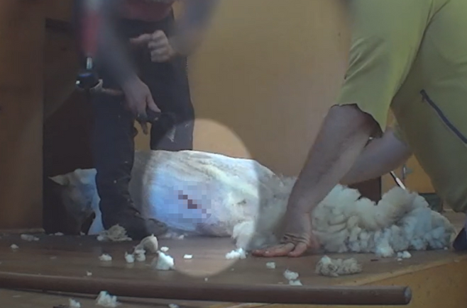 뉴질랜드 양떼 목장에서 털을 깎이던 양이 상처를 입은 모습.[PETA 홈페이지 갈무리]