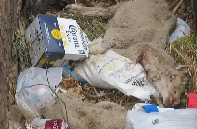 뉴질랜드 양떼 목장 쓰레기 구덩이에 버려진 죽은 양.[PETA 홈페이지 갈무리]