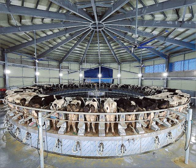 ‘자연그대로 농장’에 마련된 로터리팔러 방식의 대형 공동착유실.