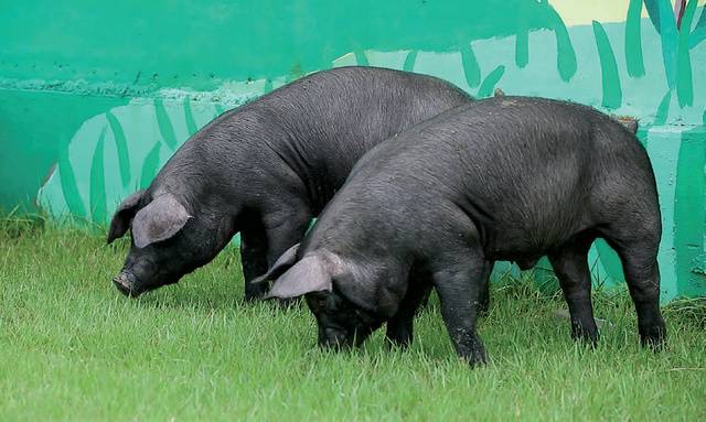 <우리흑돈>은 국립축산과학원에서 <축진참돈>과 <축진듀록>을 교배시켜 개발한 흑돼지 품종이다.