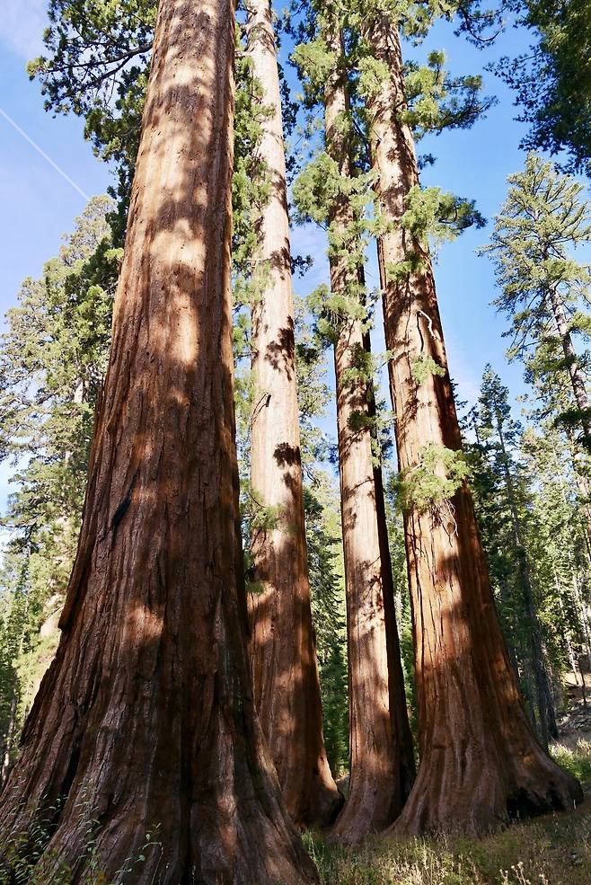 KakaoTalk_20250215_180636704.jpg [여행기]44일간 미국여행 14 / 요세미티