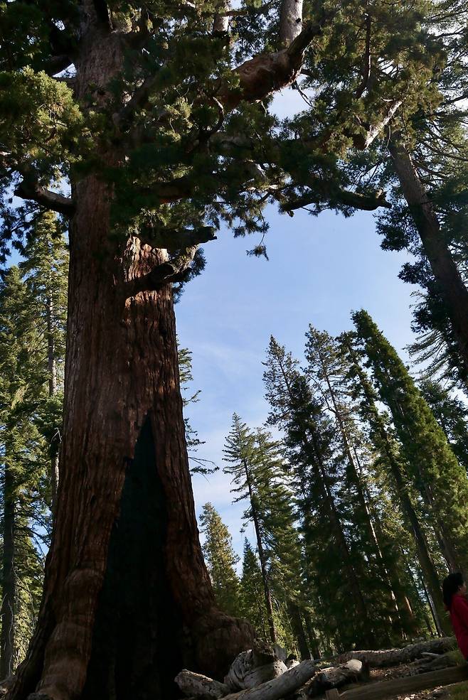 KakaoTalk_20250215_191913042.jpg [여행기]44일간 미국여행 14 / 요세미티