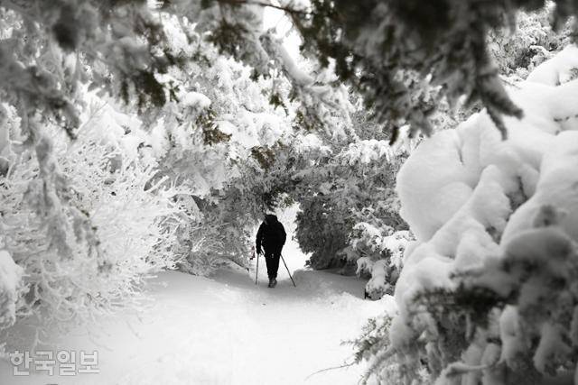 일부 구간은 허리를 숙여야 겨우 통과할 수 있을 정도로 눈꽃터널이 형성됐다. ⓒ박준규