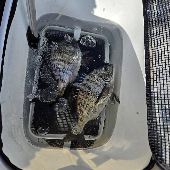 20250216_103551.jpg 실시간 감시낚시.jpg