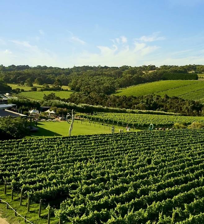 몬탈토 포도밭. 홈페이지