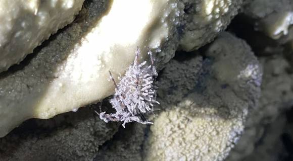 기벨룰라 아텐보로이 곰팡이로 뒤덮인 동굴 거미. 팀 포그