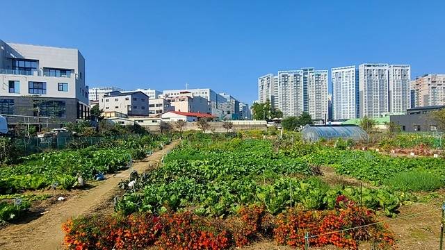 하남시 공공텃밭 [하남시 제공. 재판매 및 DB 금지]