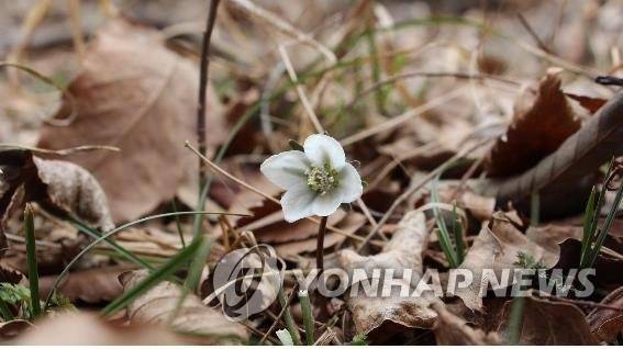 변산바람꽃 [국립공원관리공단 제공]