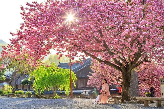  겹벚꽃 핀 선암사 /사진-순천시