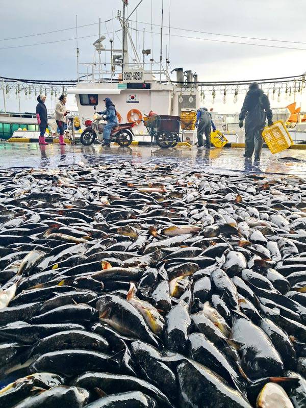 동해 주문진항 위판장에 쏟아진 밀복. 주문진 활어판매장에서 제일 윗자리를 차지하고 있을 정도로 많이 잡힌다.
