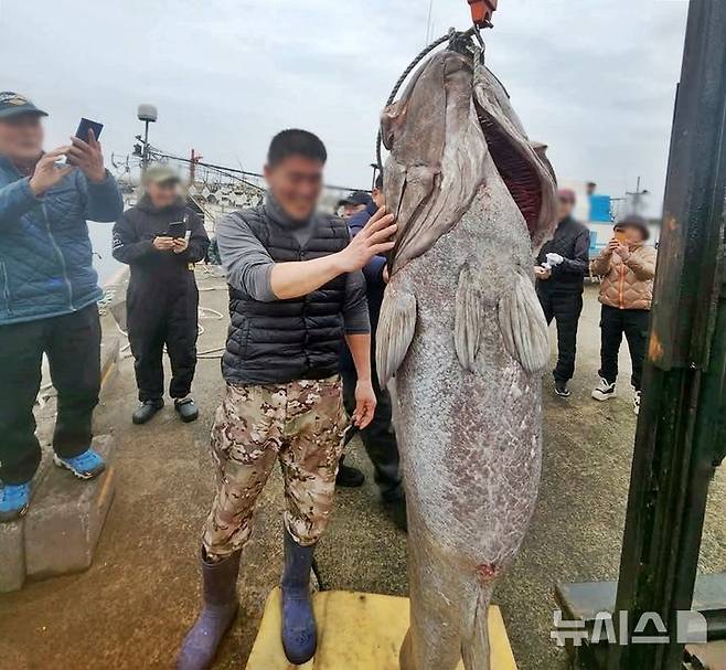 [제주=뉴시스] 지난 16일 제주시 해상에서 몸길이 183㎝·무게 140㎏ 대형 돗돔이 낚시어선에 의해 잡혔다. 이날 오전 제주 한 포구에서 돗돔을 잡은 낚시어선 선장과 돗돔. (사진=독자 제공) 2025.02.18. photo@newsis.com