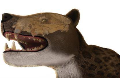 이집트에서 발견된 3천만년 전 포유류 최상위 포식자 '바스테토돈' 두개골과 복원도 [Ahmad Morsi/Journal of Vertebrate Paleontology, Shorouq Al-Ashqar et al. 제공. 재판매 및 Db 금지]