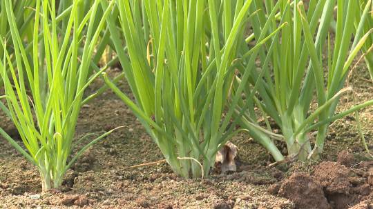 예산군 신암면 탄중리 시설하우스에서 재배중인 쪽파. 예산군 제공