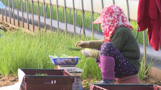 예산군 신암면 탄중리 시설하우스에서 한 아주머니가 쪽파를 수확하고 있다. 예산군 제공