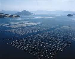 IMG_5703.jpeg 끝없이 커져가는 날조 때문에 억울한 굴 양식장