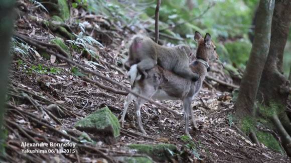 일본 가고시마(鹿兒島)현 야쿠시마에 서식하는 야쿠시마 원숭이 수컷이 암컷 야쿠시마 사슴과 교미를 하는 것 같은 행동을 하는 모습 (사진=영장류 저널 제공)