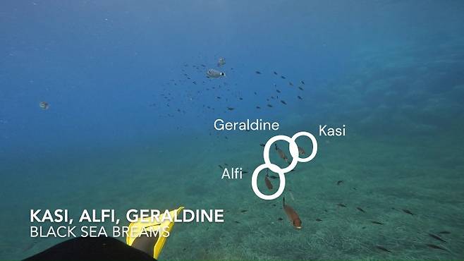 실험에 자원한 도미 제럴딘, 카시, 알피가 솔러 연구원을 따라가고 있다. Tomasek, Soller & Jordan.(2025) Biology Letters 제공