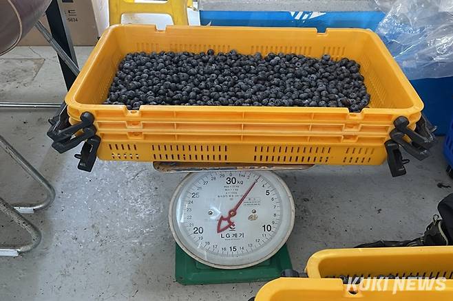 한 바구니에 약 3kg의 블루베리를 담는다.&nbsp; &nbsp;사진=권혜진 쿠키청년기자