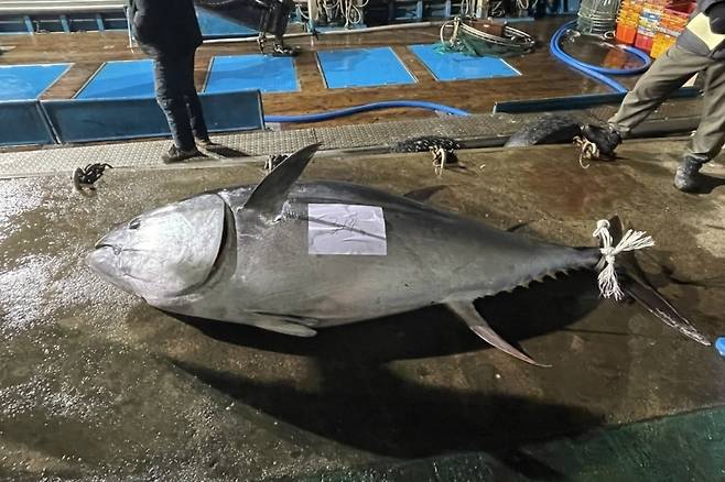 지난 11일 영덕 강구면 삼사리 앞바다에서 조업 중이던 그물에 걸린 참다랑어.[영덕군 제공]