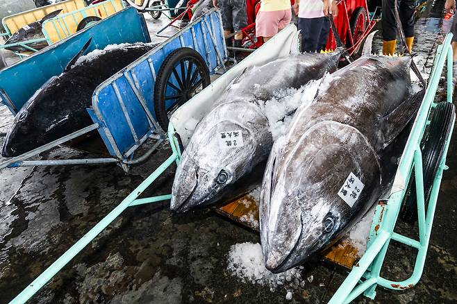 포획된 참다랑어.[게티이미지뱅크]
