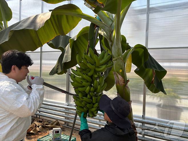 용인시 농업기술센터가 아열대식물인 바나나를 첫 수확했다.(센터측 제공)