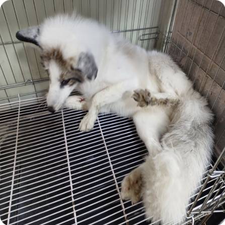 전주에서 구조된 '마블 폭스'. 사진 농림축산검역본부