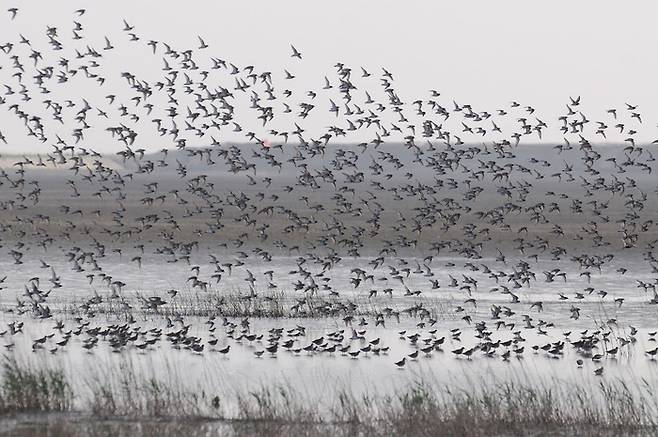 도요새 무리가 수라 갯벌 위로 떼 지어 날고 있다. 오동필 새만금시민생태조사단장 제공