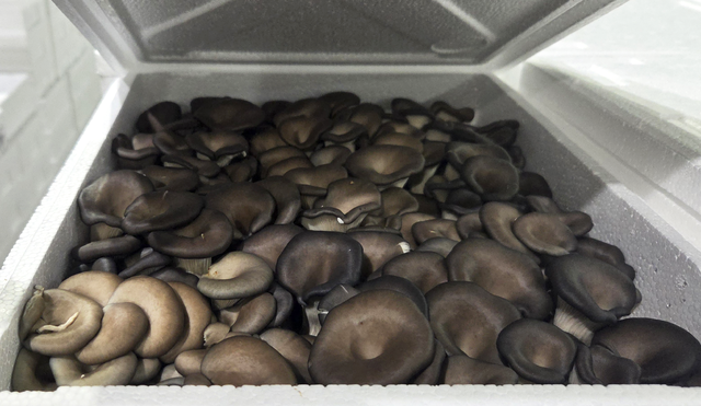 13일 서울 가락시장에 반입된 2㎏들이 느타리버섯.
