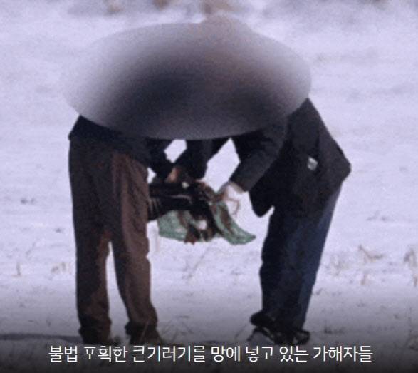 지난 1월 전북 김제시의 한 노지에서 불법으로 큰기러기를 포획하는 모습 (사진=동물자유연대)