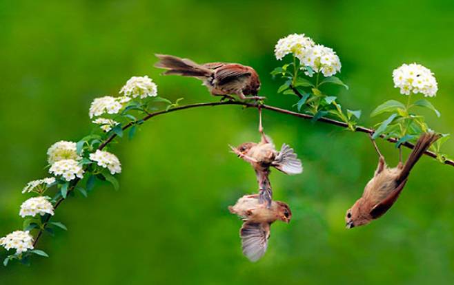 살아있는 아기새들을 접착제로 붙이고 촬영한 모습 (사진=한국사진방송 갤러리)