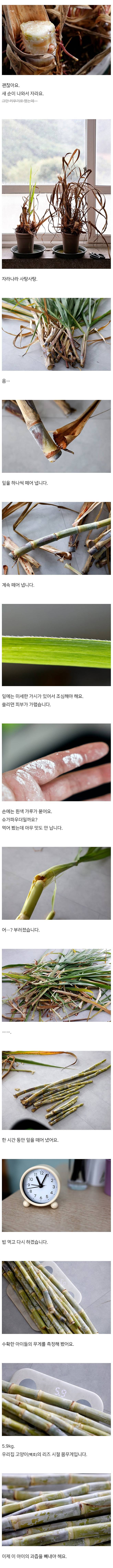 sug2.jpg 집에서 키운 사탕수수로 설탕을 만드는 드루이드