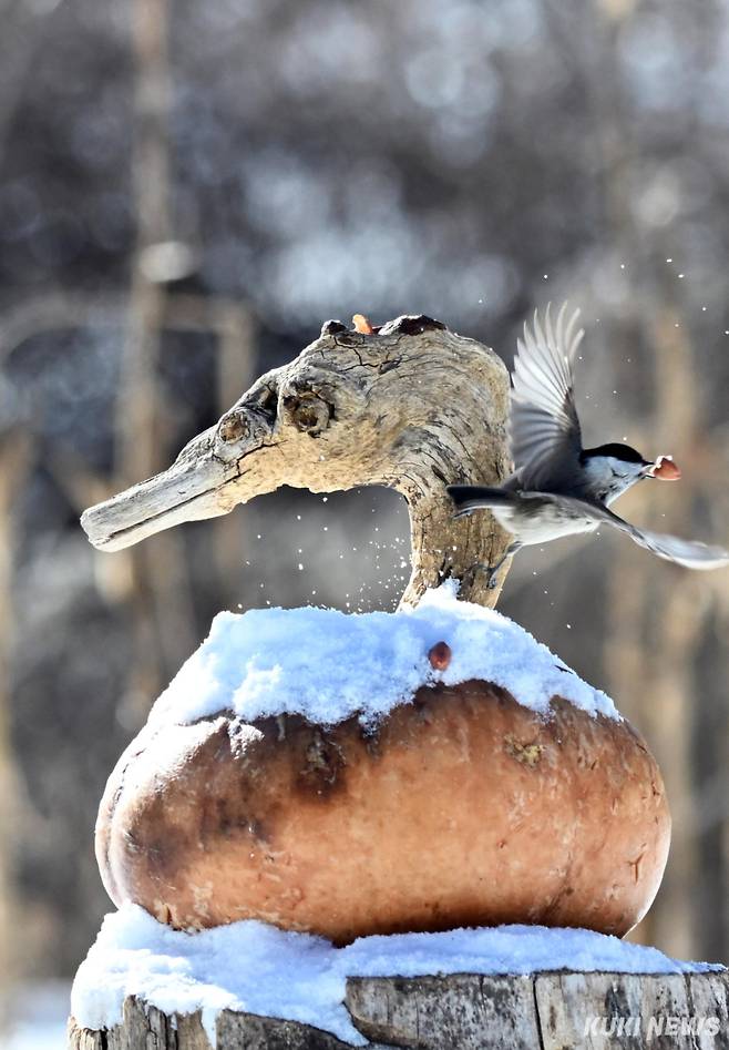 먹이가 부족한 겨울, 박새가 먹이터에서 땅콩을 부리에 물고 이동하고 있다.