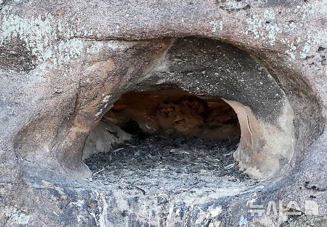 [산청=뉴시스] 차용현 기자 = 23일 오전 경남 산청군 인근 한 하천에서 멸종위기 야생동물 2급이자 천연기념물인 수리부엉이가 새끼 3마리를 육추하고 있다. 수리부엉이는 한국에서 가장 큰 올빼미과 조류로 쥐, 꿩, 비둘기, 뱀, 개구리 등을 잡아먹는다. 2025.02.23. con@newsis.com