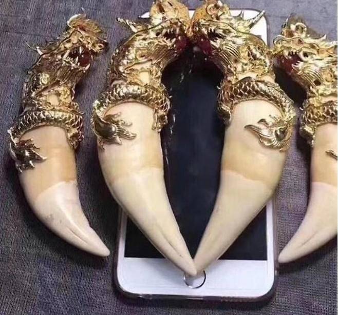 Earth League International·ELI)