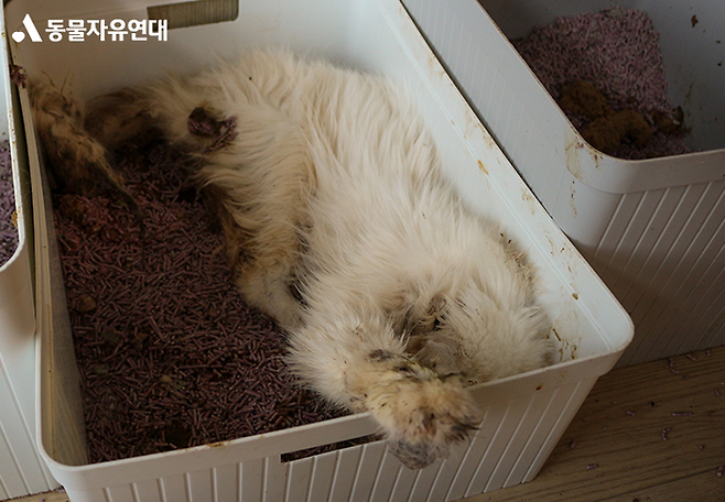 2023년 8월 서울 마포구 한 불법번식장에 방치된 고양이가 죽어 있다. 동물자유연대 제공