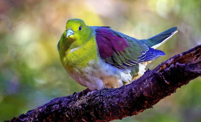 지난 19일 울산 남구에 위치한 울산대공원에서 국내 발견이 힘든 희귀 새인 ‘녹색비둘기’가 포착됐다. 사진은 짹짹휴게소 윤기득 사진작가가 촬영한 녹색비둘기 모습.(사진=울산광역시)