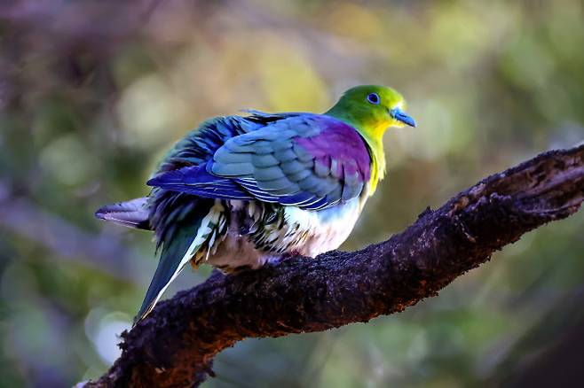지난 19일 울산 남구에 위치한 울산대공원에서 국내 발견이 힘든 희귀 새인 ‘녹색비둘기’가 포착됐다. 사진은 짹짹휴게소 윤기득 사진작가가 촬영한 녹색비둘기 모습.(사진=울산광역시)