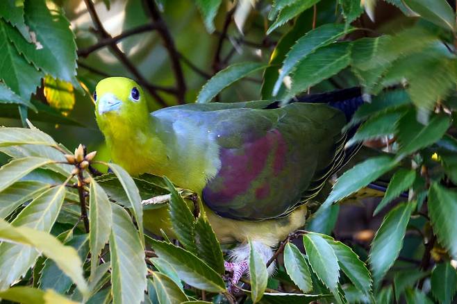 지난 19일 울산 남구에 위치한 울산대공원에서 국내 발견이 힘든 희귀 새인 ‘녹색비둘기’가 포착됐다. 사진은 짹짹휴게소 윤기득 사진작가가 촬영한 녹색비둘기 모습.(사진=울산광역시)